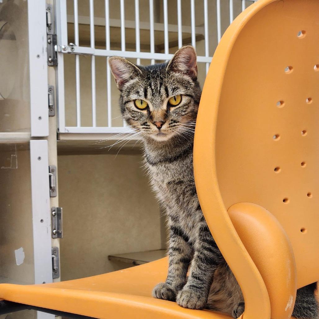 Jimmy, Adoptable, Young Male Domestic Short Hair.
