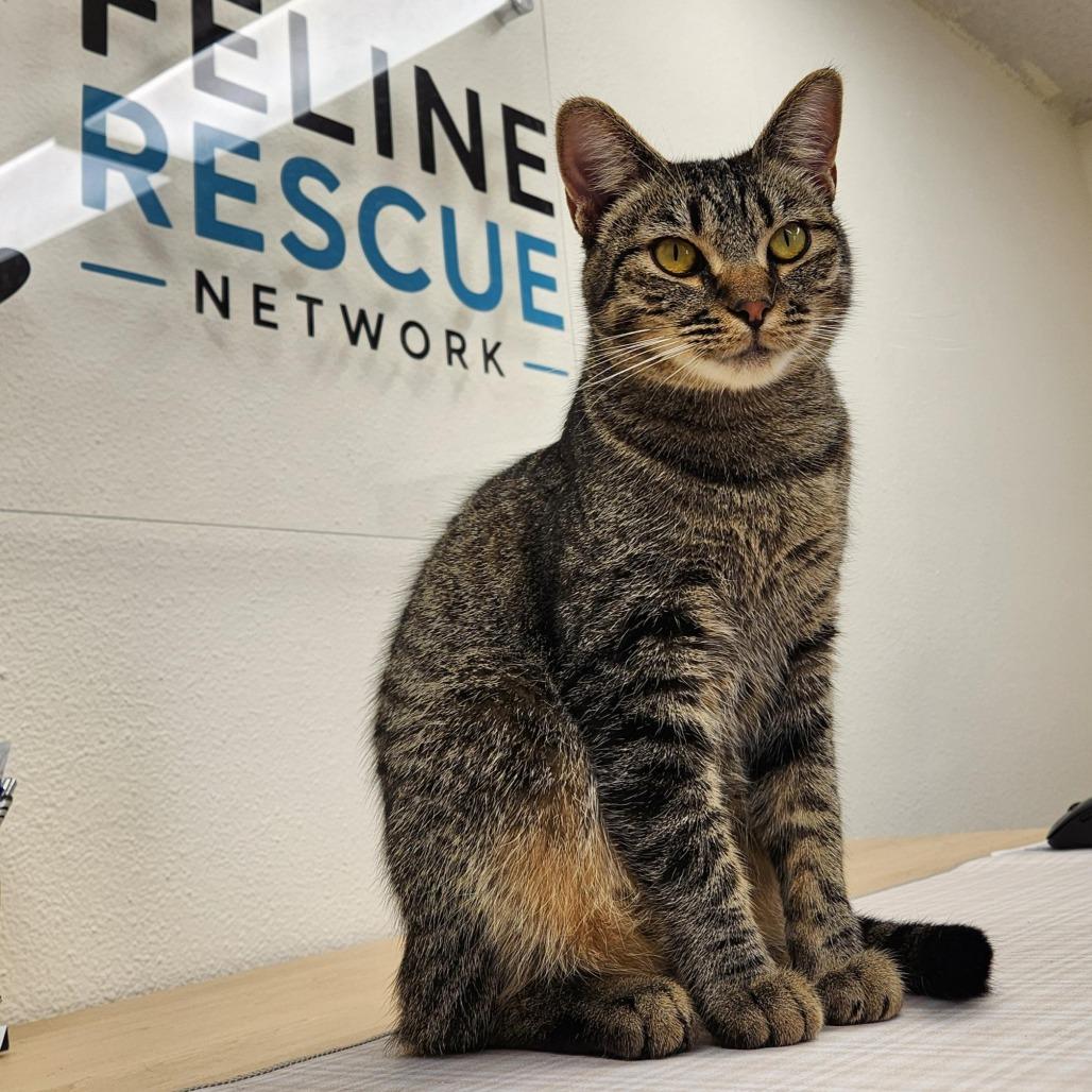 Enlarge Jimmy, a Adoptable Domestic Short Hair in Colorado Springs, CO image 2/2