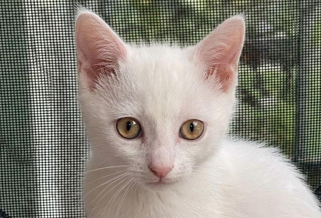 Louie, ADOPTABLE, Kitten Male Domestic Short Hair.