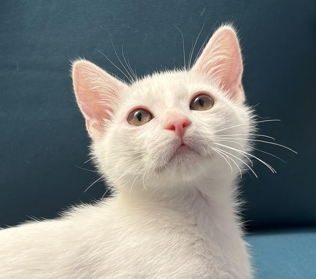 Louie, a ADOPTABLE Domestic Short Hair in Austin, TX image 2/5