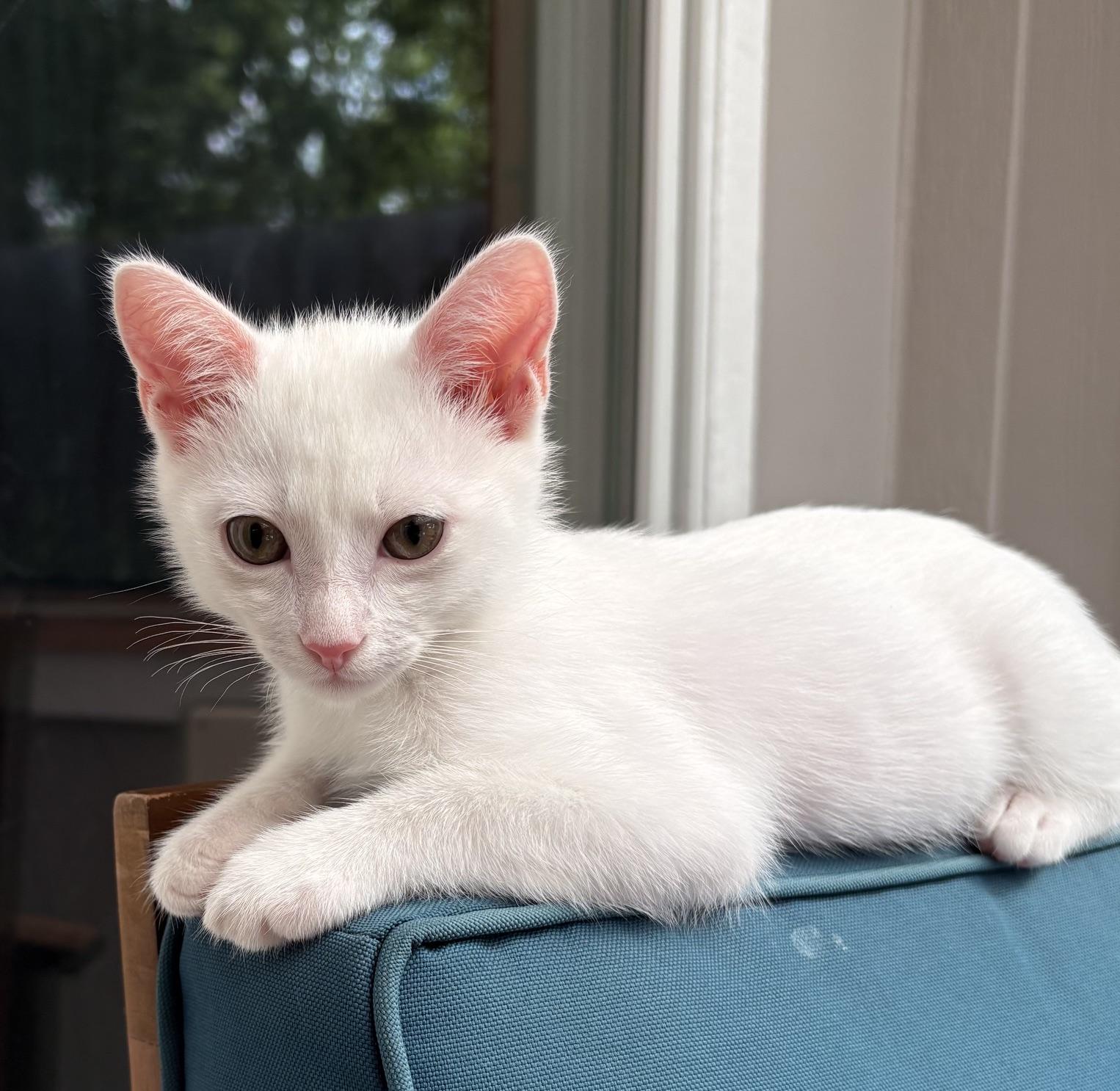 Louie, a ADOPTABLE Domestic Short Hair in Austin, TX image 3/5