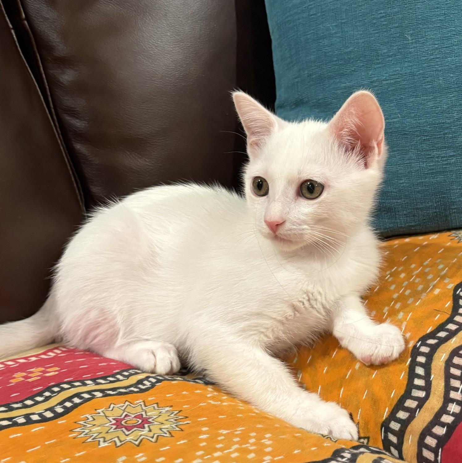 Louie, a ADOPTABLE Domestic Short Hair in Austin, TX image 5/5