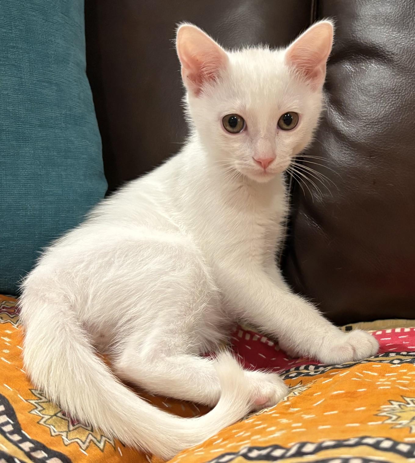 Louie, a ADOPTABLE Domestic Short Hair in Austin, TX image 4/5