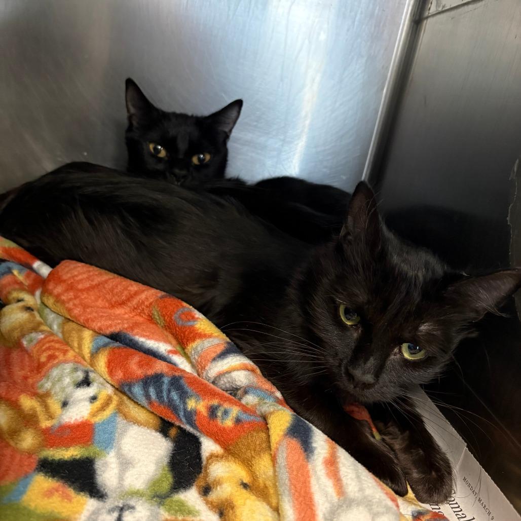 Enlarge Ferris, a Adoptable Domestic Medium Hair in Brockton, MA image 1/1