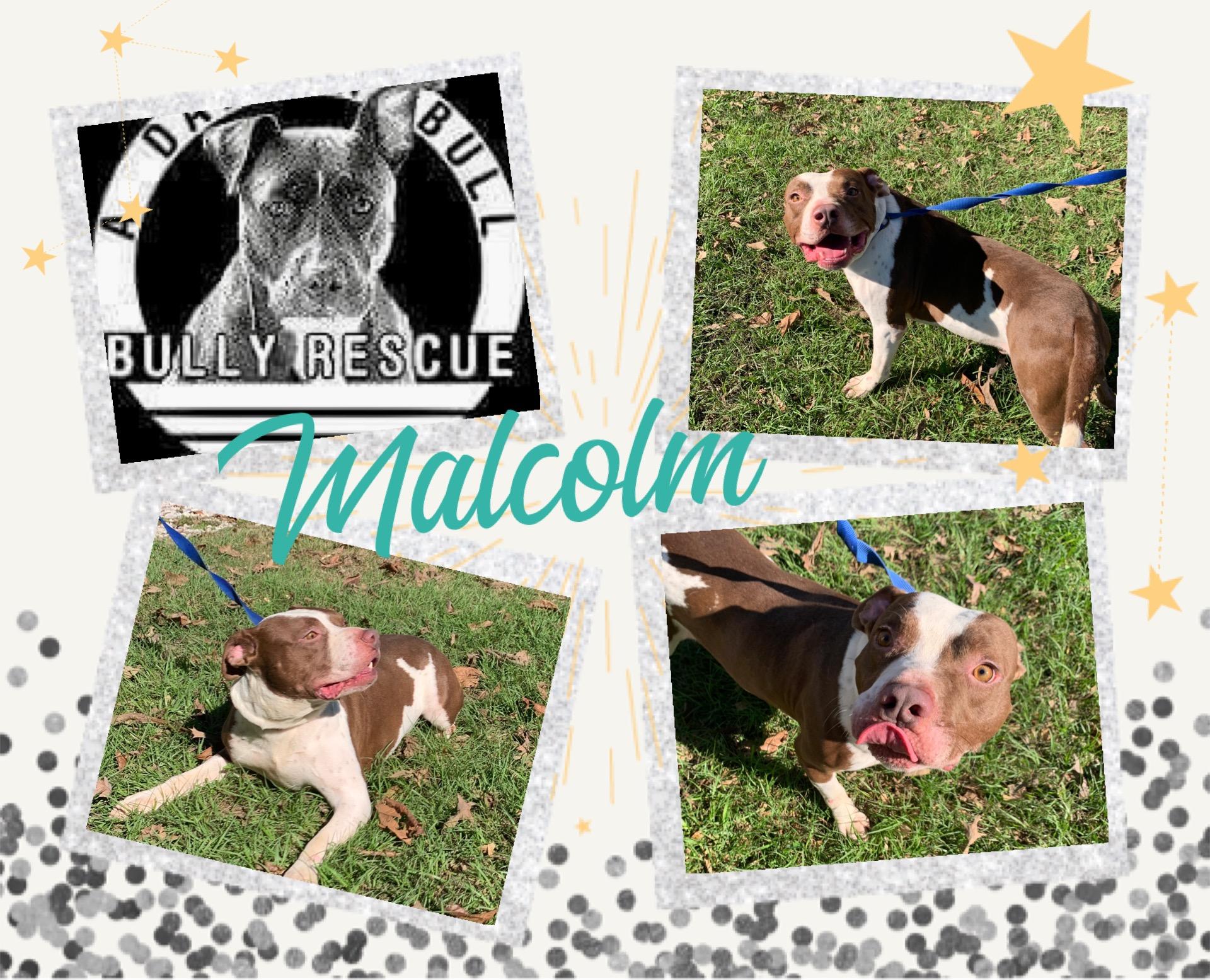 Enlarge Malcolm, a Adoptable Pit Bull Terrier in Roaring Spring, PA image 1/1