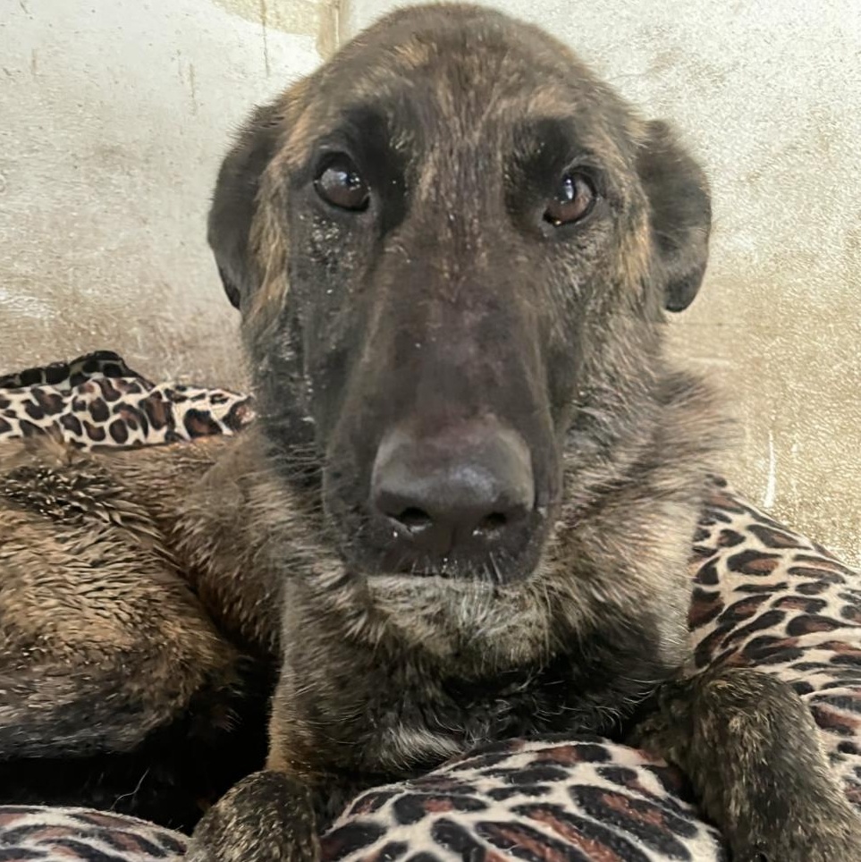 Enlarge Heather, a Adoptable mixed breed in New Windsor, NY image 2/2