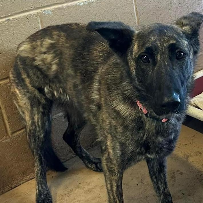 Heather, Adult Female German Shepherd Dog