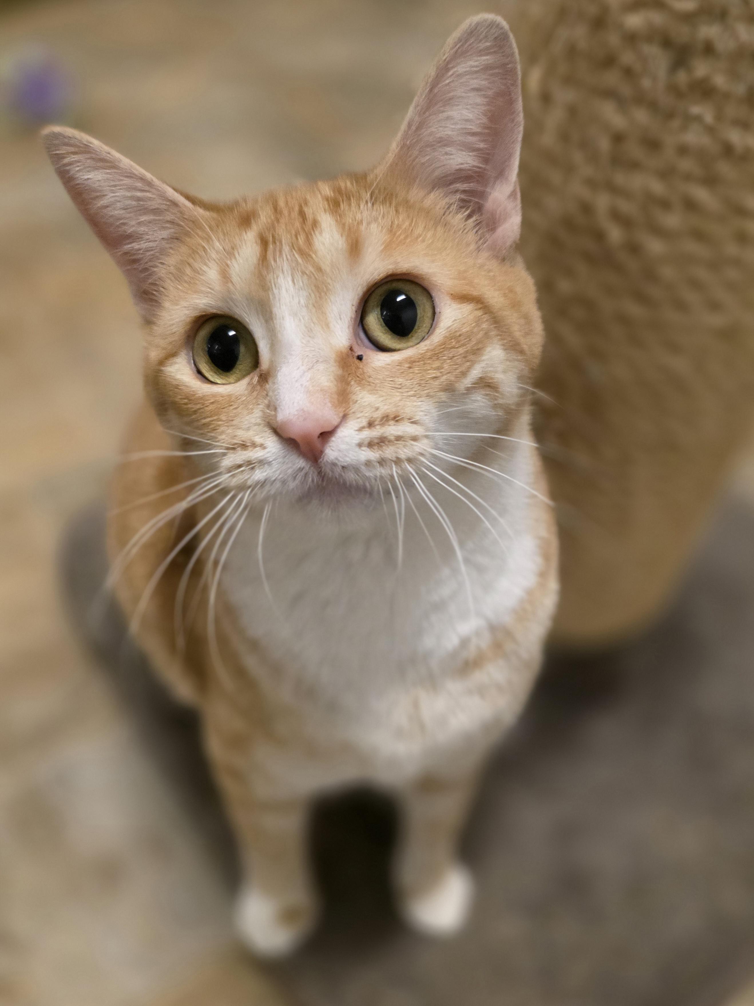 Fish Stick, a ADOPTABLE Domestic Short Hair in Dodgeville, WI image 3/5