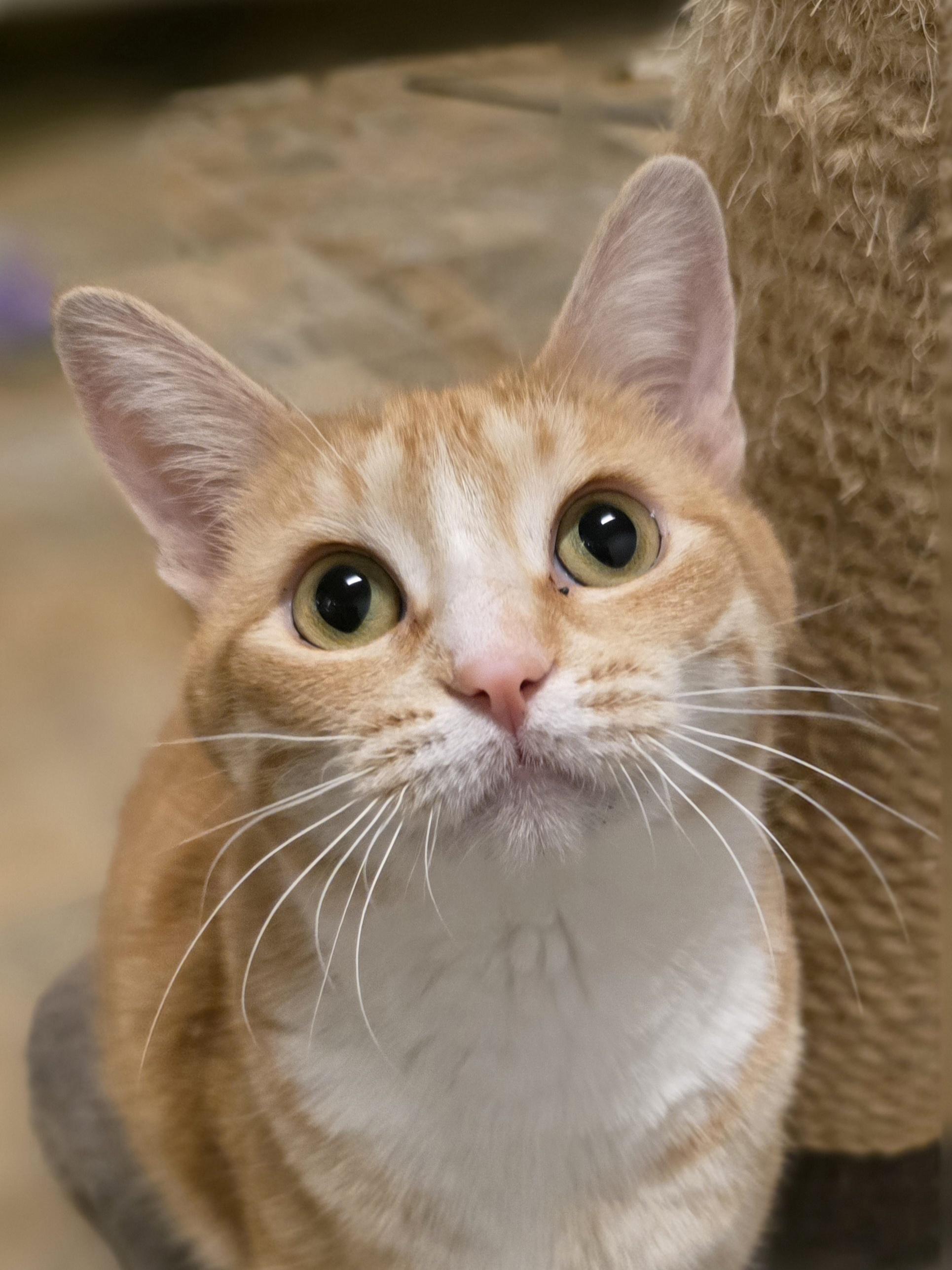 Fish Stick, a ADOPTABLE Domestic Short Hair in Dodgeville, WI image 1/5