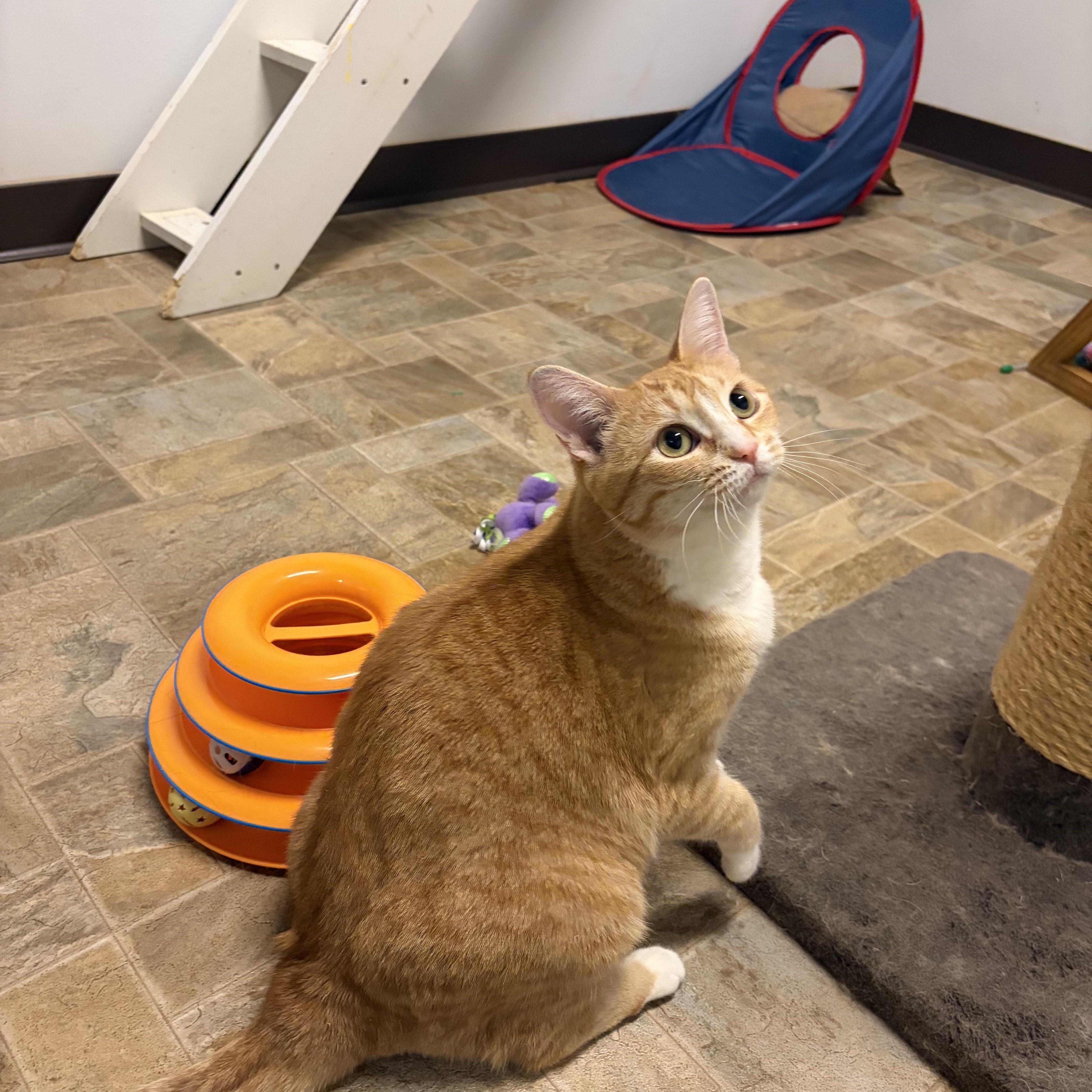 Fish Stick, a ADOPTABLE Domestic Short Hair in Dodgeville, WI image 2/5