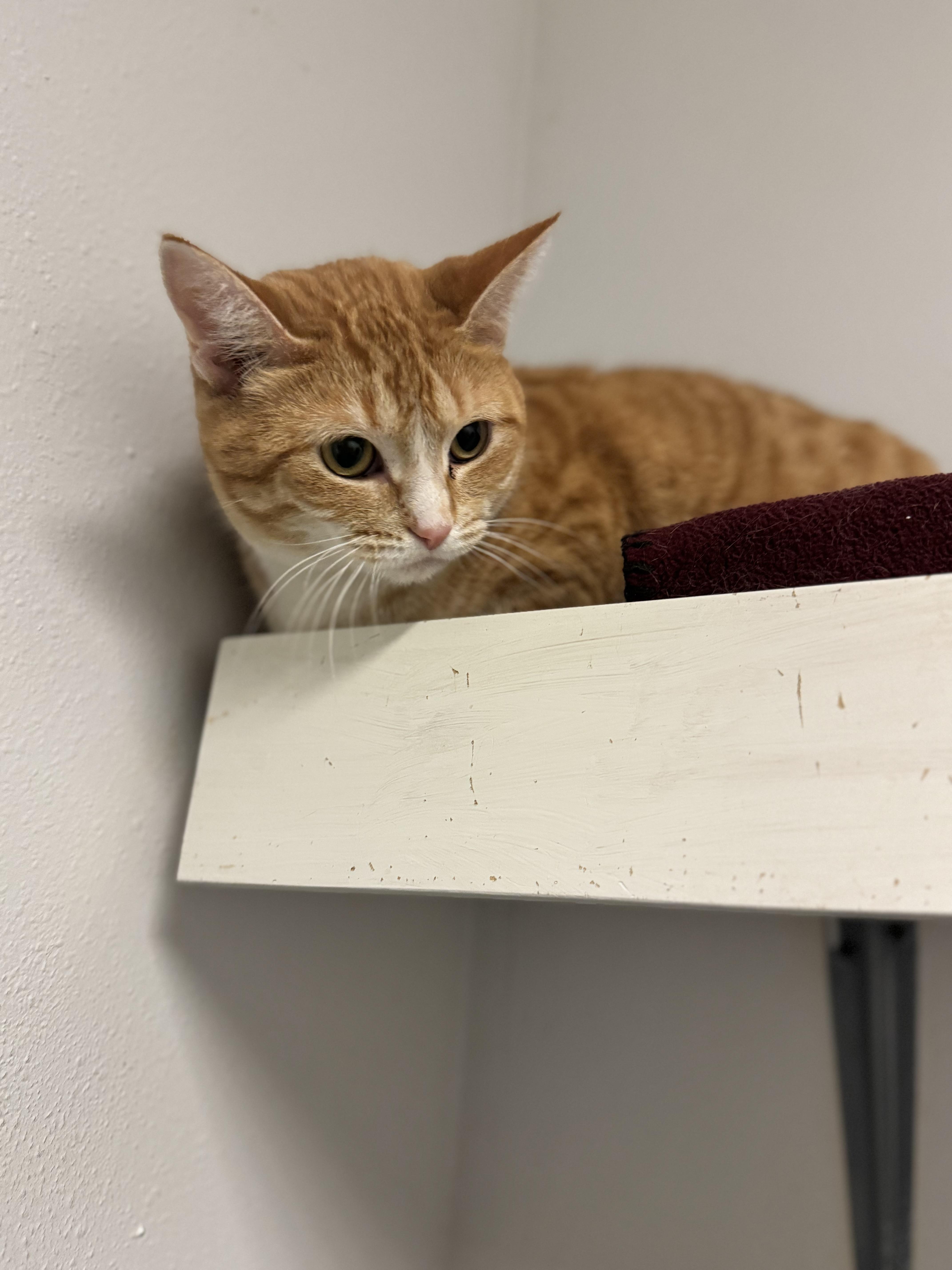 Fish Stick, a ADOPTABLE Domestic Short Hair in Dodgeville, WI image 2/2