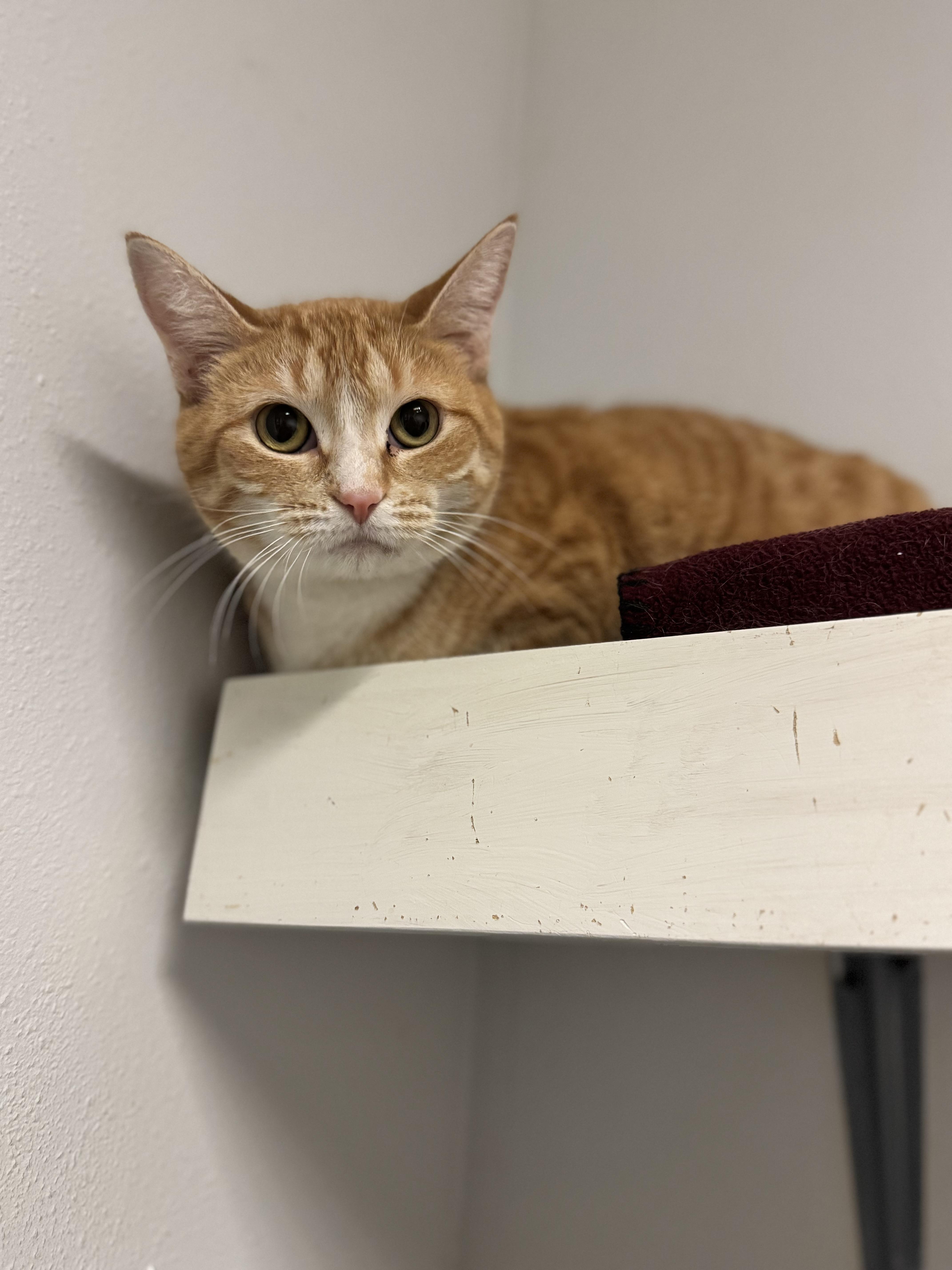 Fish Stick, a ADOPTABLE Domestic Short Hair in Dodgeville, WI image 1/2