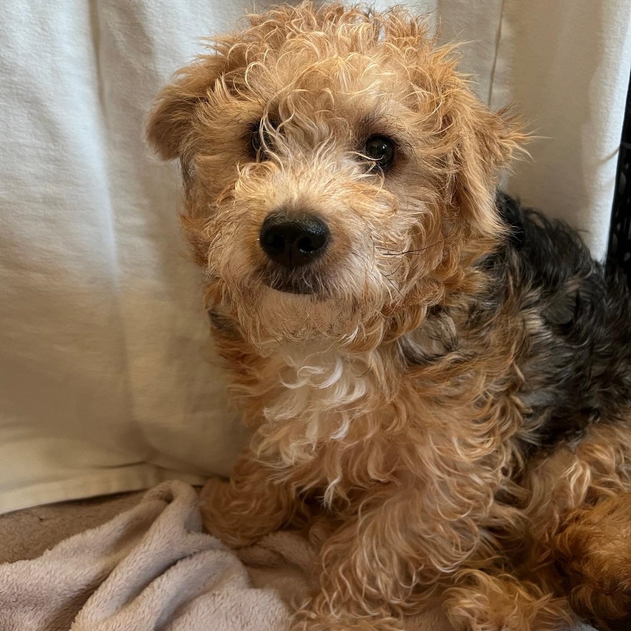 Enlarge Bert, a Adoptable mixed breed in Grand Forks, ND image 1/1