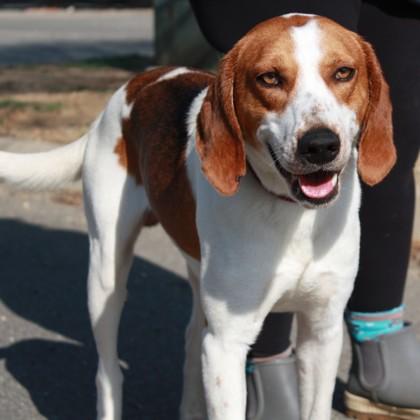 Woofgang, Adoptable, Adult Male Hound & Mixed Breed.