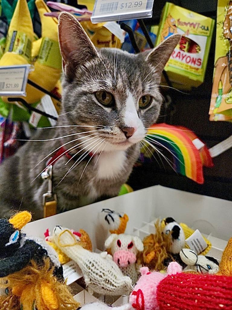 Drasa, Adoptable, Young Female Domestic Short Hair.