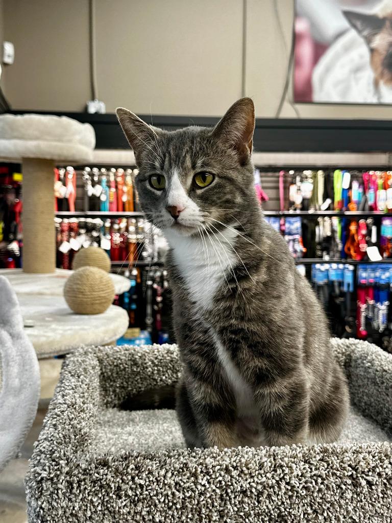 Drasa, Adoptable, Young Female Domestic Short Hair.