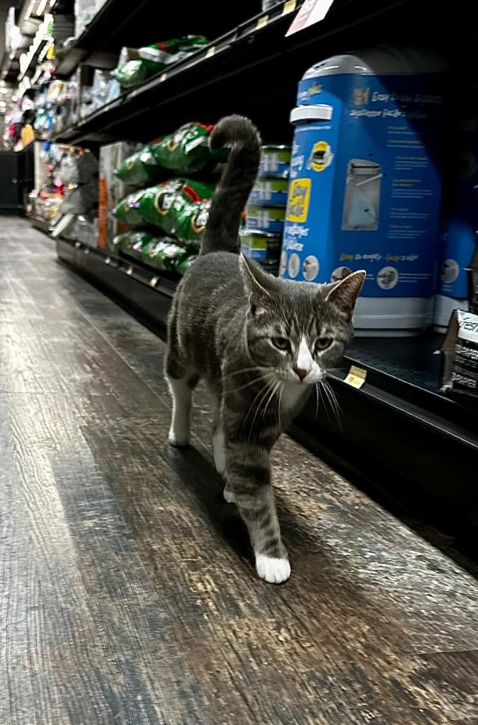 Enlarge Drasa, a Adoptable mixed breed in Calgary, AB image 2/6