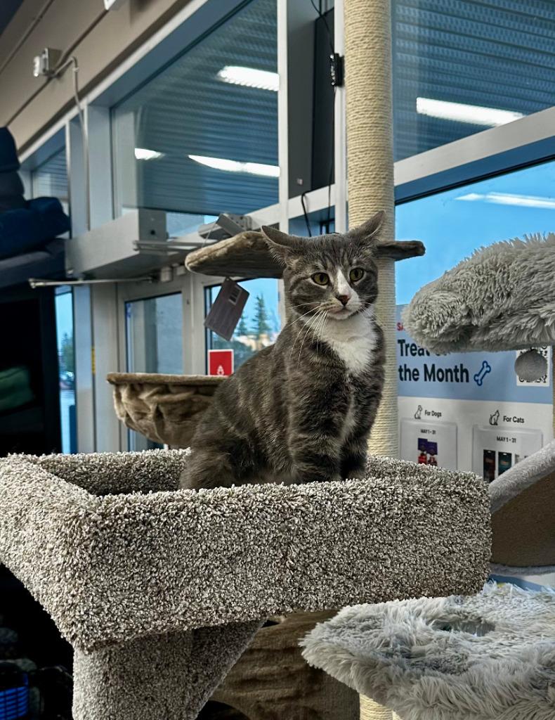 Enlarge Drasa, a Adoptable mixed breed in Calgary, AB image 3/6