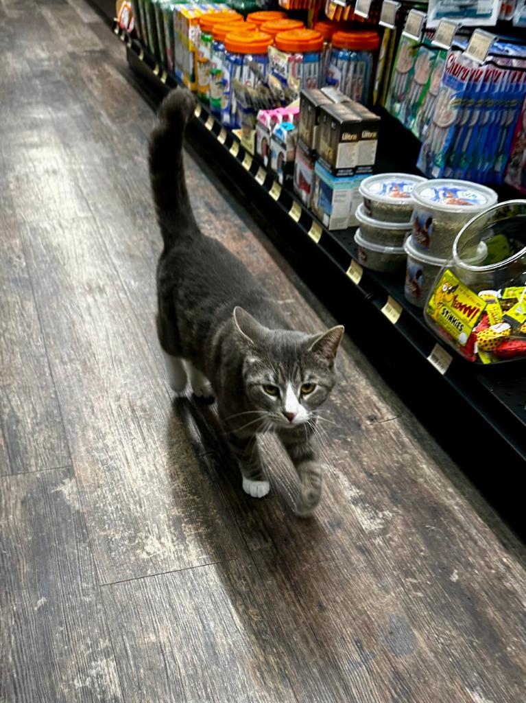 Enlarge Drasa, a Adoptable mixed breed in Calgary, AB image 5/6