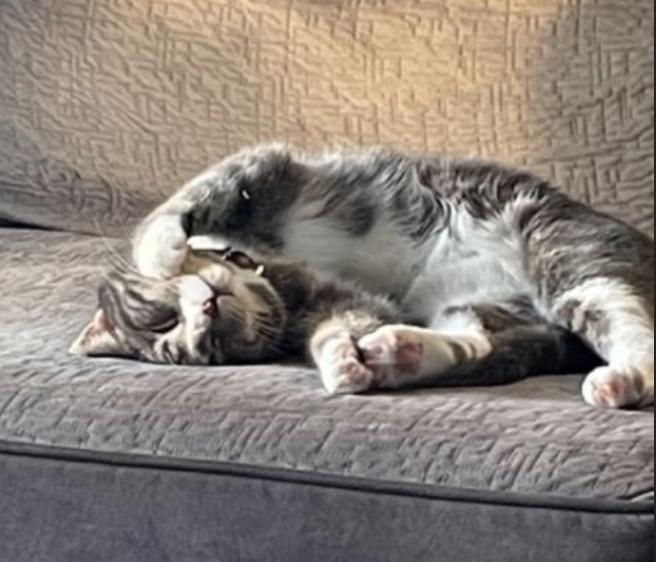 Enlarge Drasa, a Adoptable mixed breed in Calgary, AB image 6/6