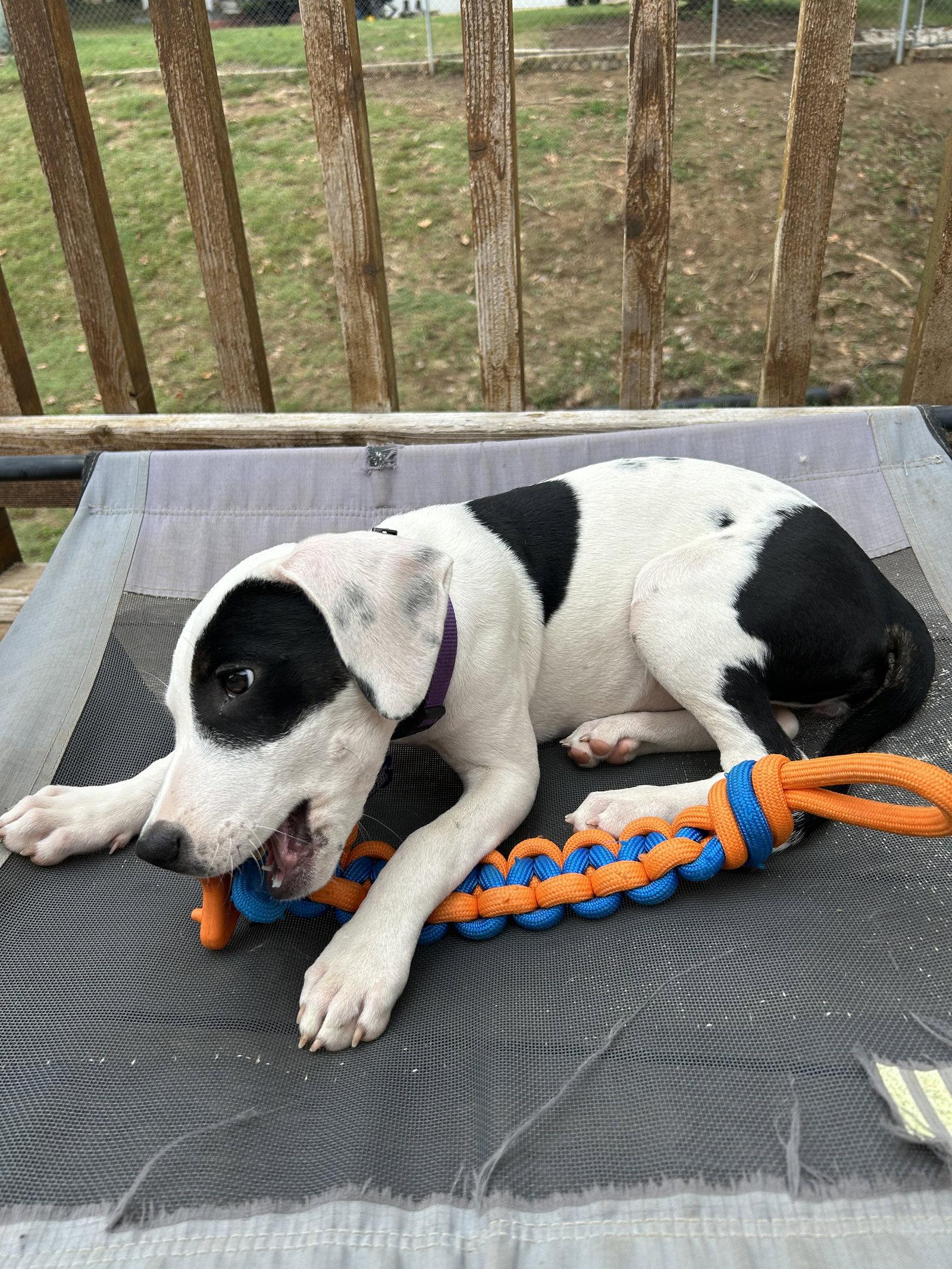 Tefita, Adoptable, Puppy Female Terrier.