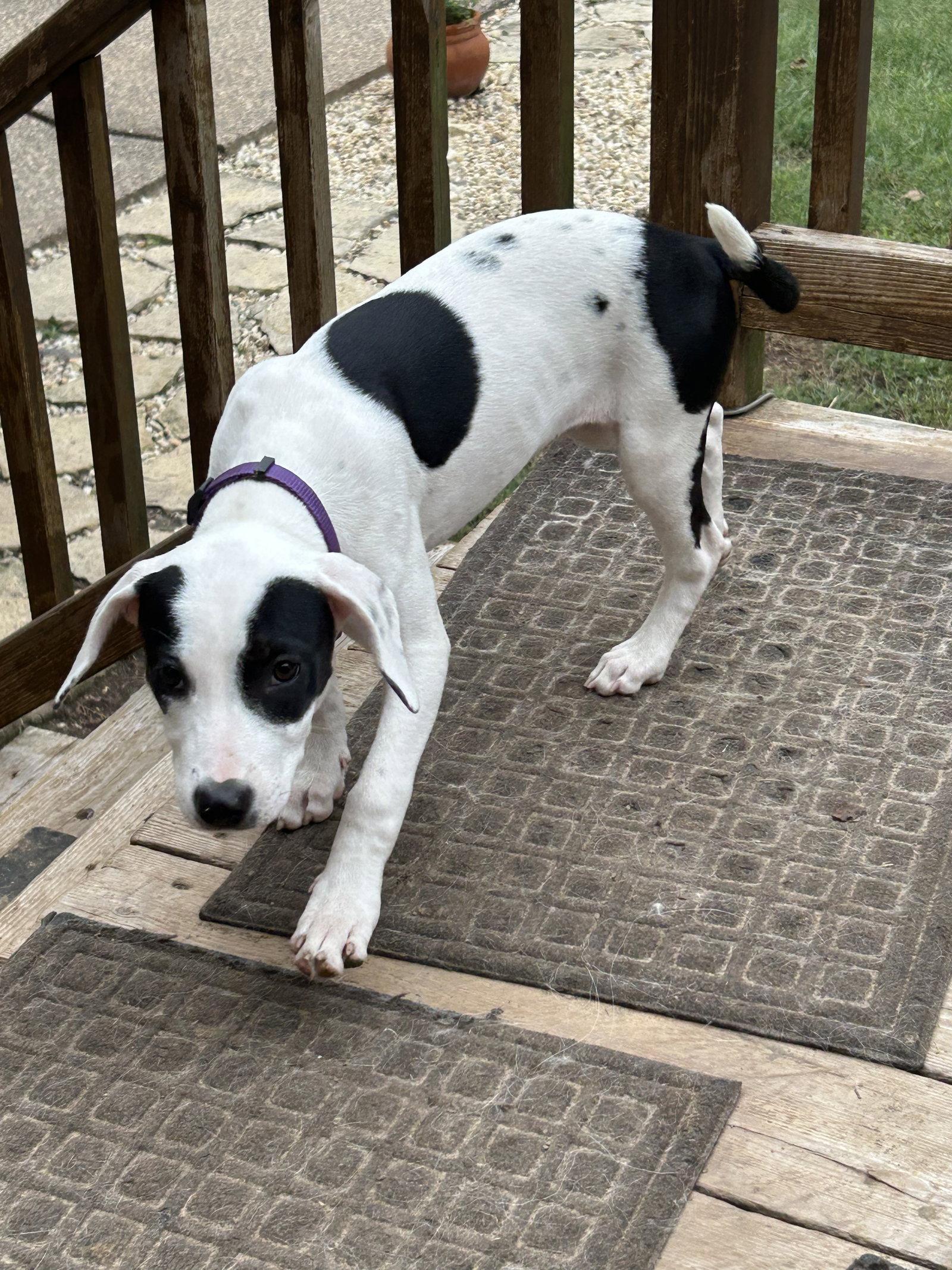 Enlarge Tefita, a Adoptable Terrier in St. Louis, MO image 2/3