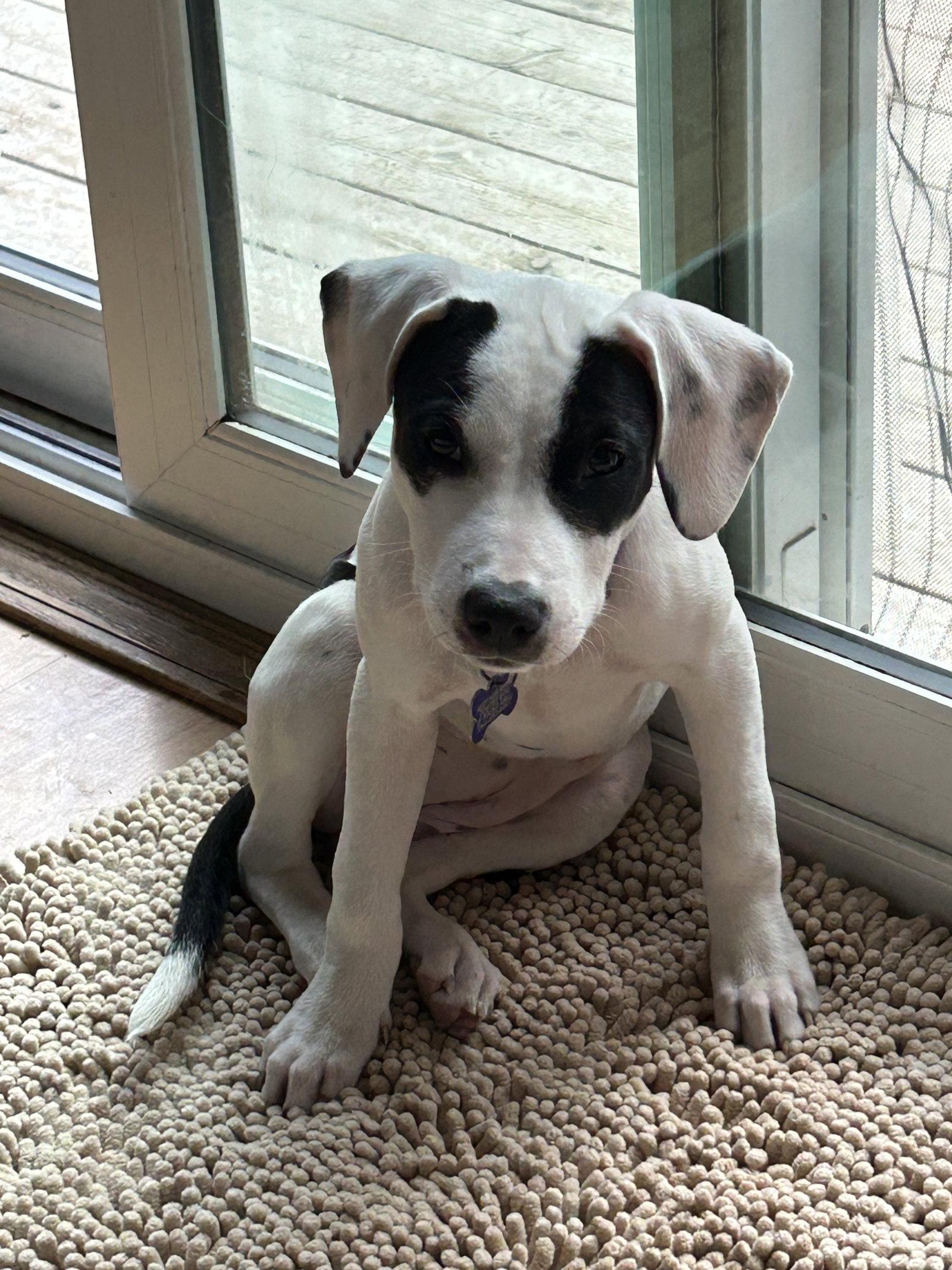Enlarge Tefita, a Adoptable Terrier in St. Louis, MO image 3/3