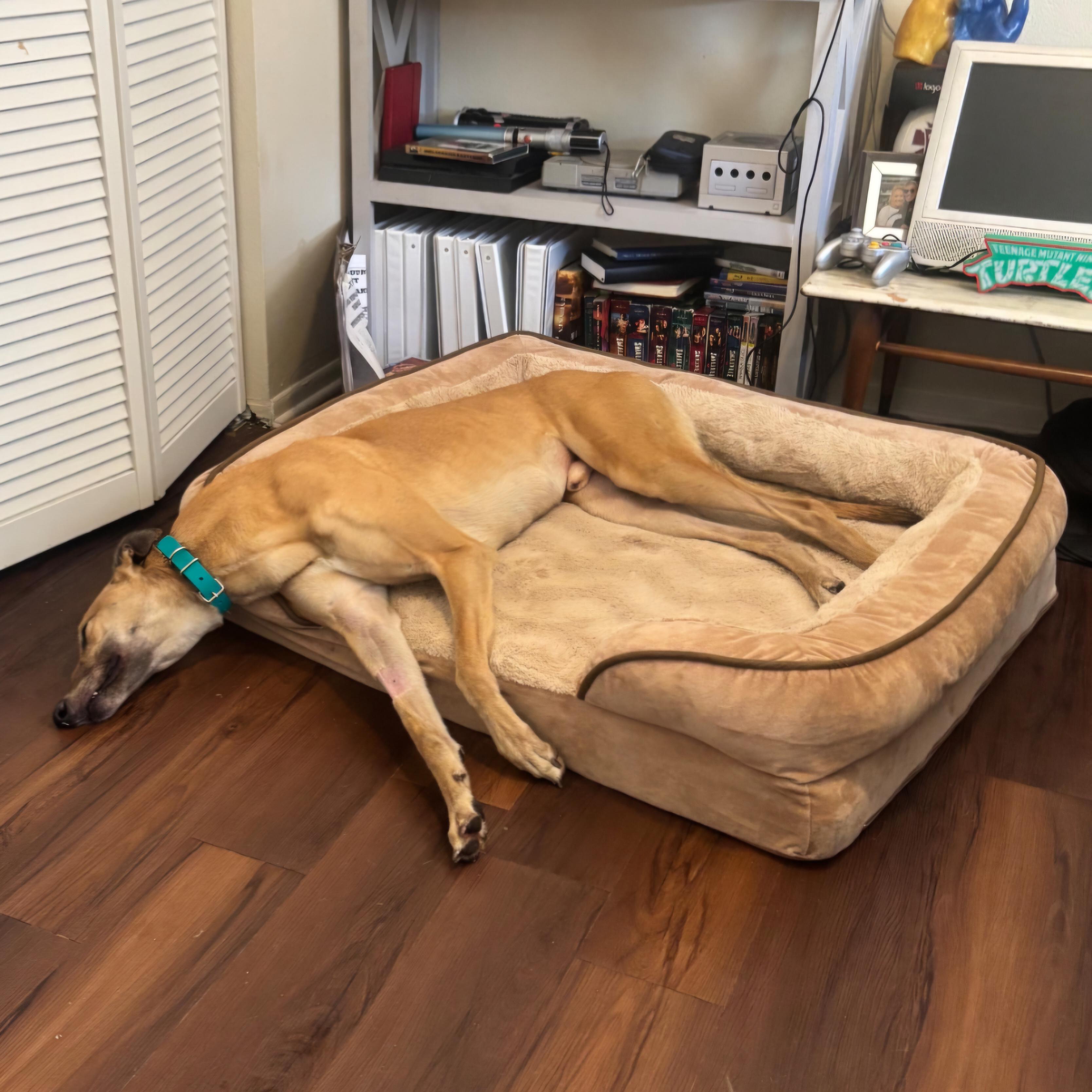 Enlarge FF Boss (Boss), a Adoptable Greyhound in Tarpon Springs, FL image 1/6