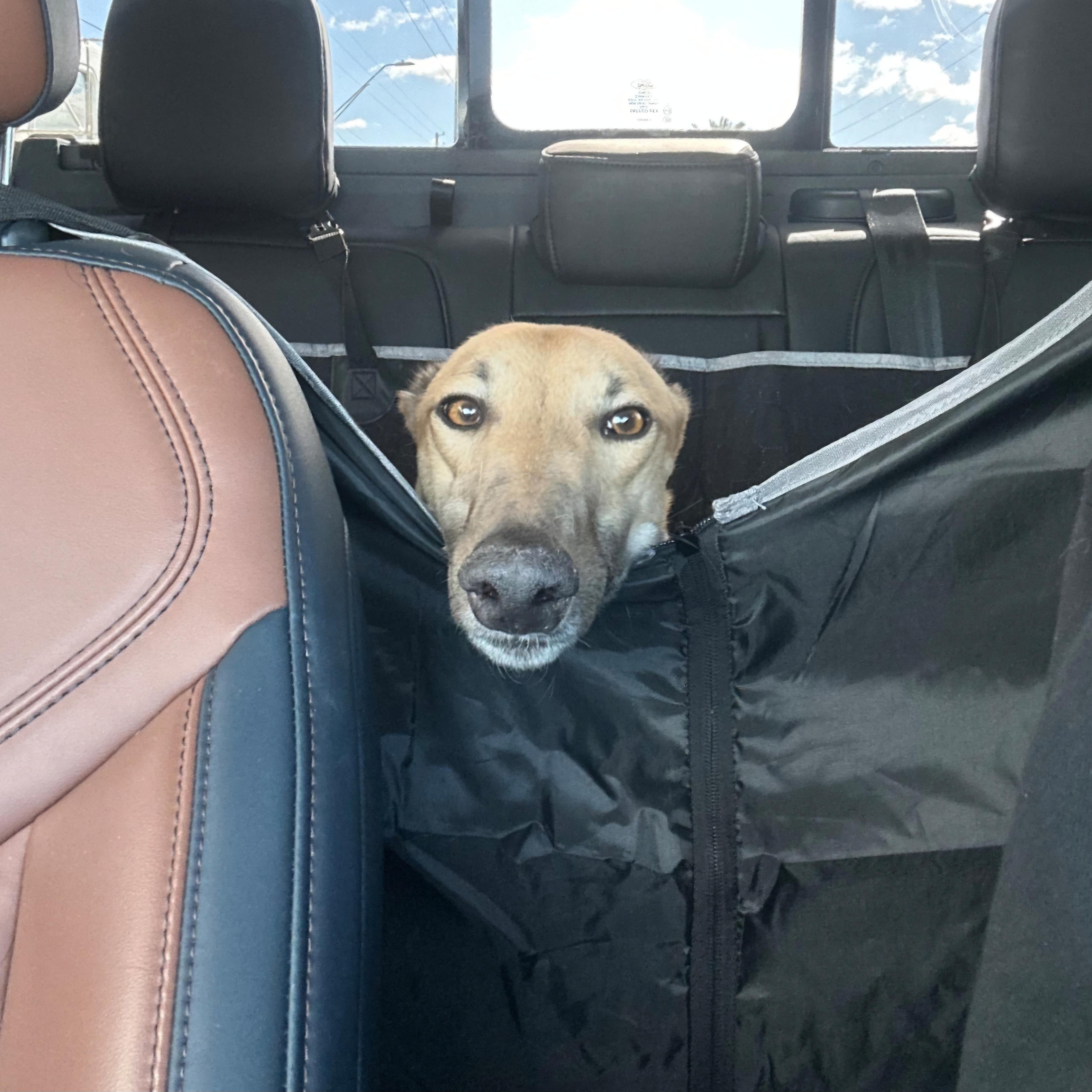 Enlarge FF Boss (Boss), a Adopted Greyhound in Tarpon Springs, FL image 1/6