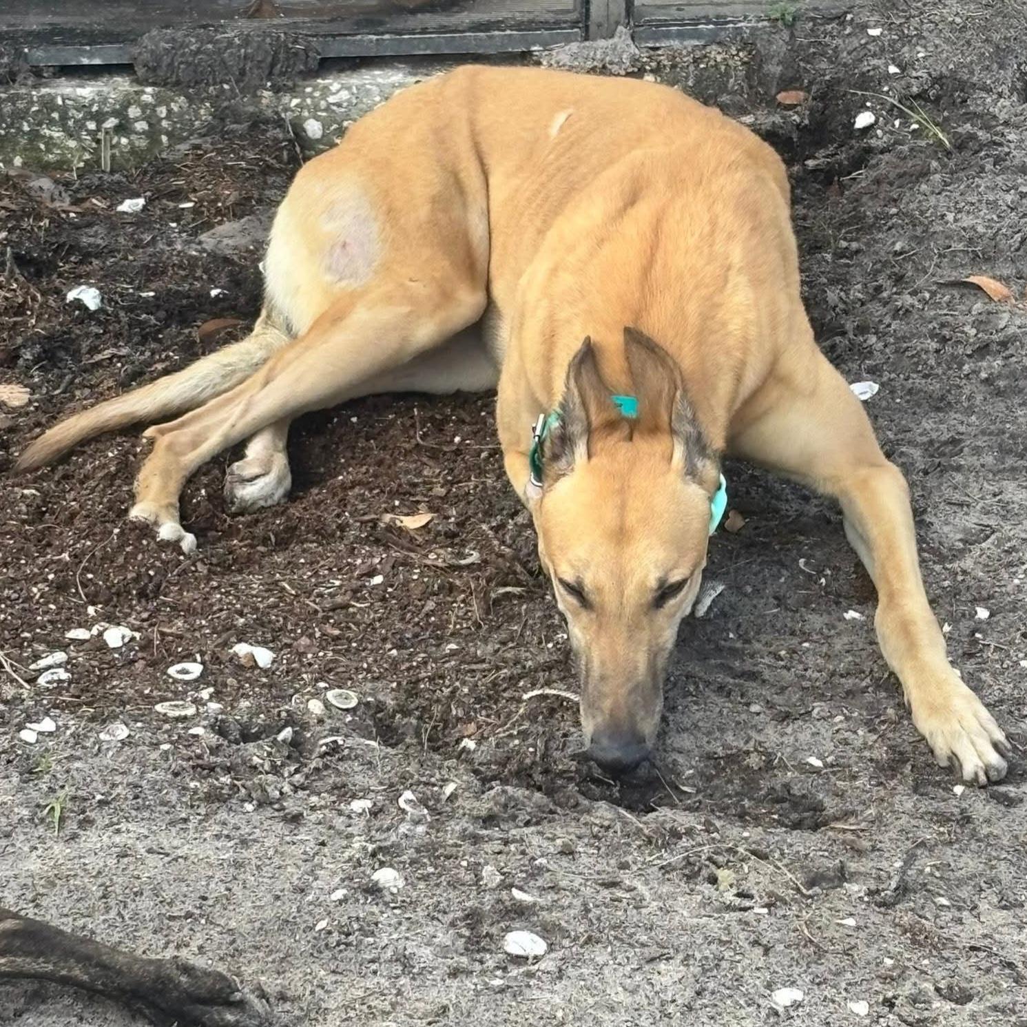 Enlarge FF Boss (Boss), a Adopted Greyhound in Tarpon Springs, FL image 2/6
