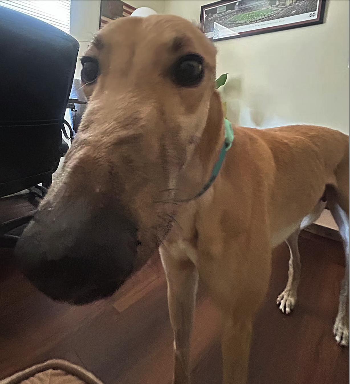 FF Boss (Boss), Adoptable, Adult Male Greyhound.