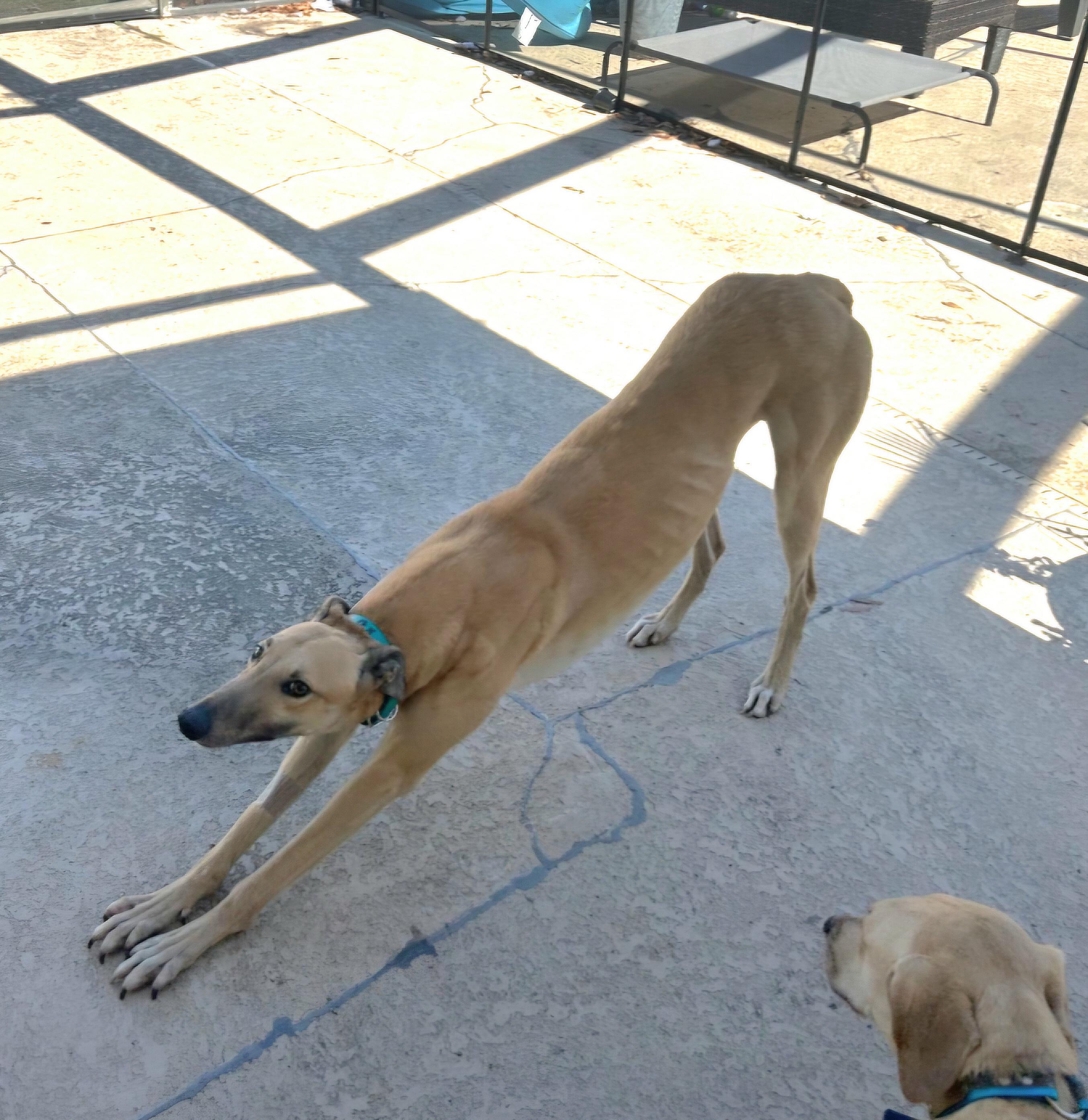 Enlarge FF Boss (Boss), a Adoptable Greyhound in Tarpon Springs, FL image 3/6