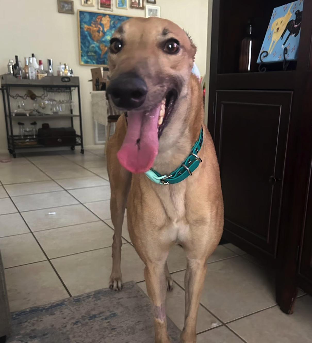 FF Boss (Boss), Adoptable, Adult Male Greyhound.