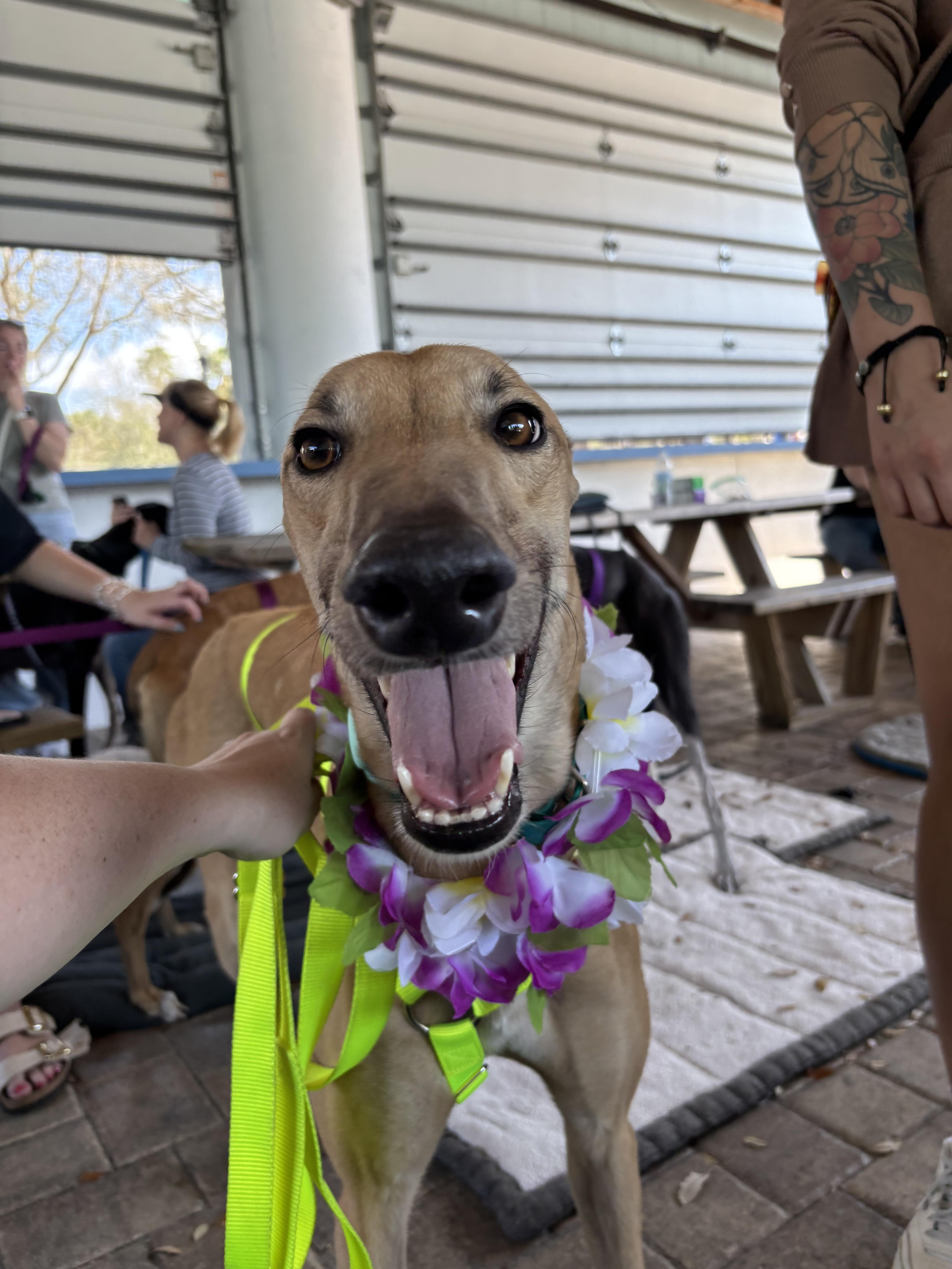 Enlarge FF Boss (Boss), a Adoptable Greyhound in Tarpon Springs, FL image 4/6