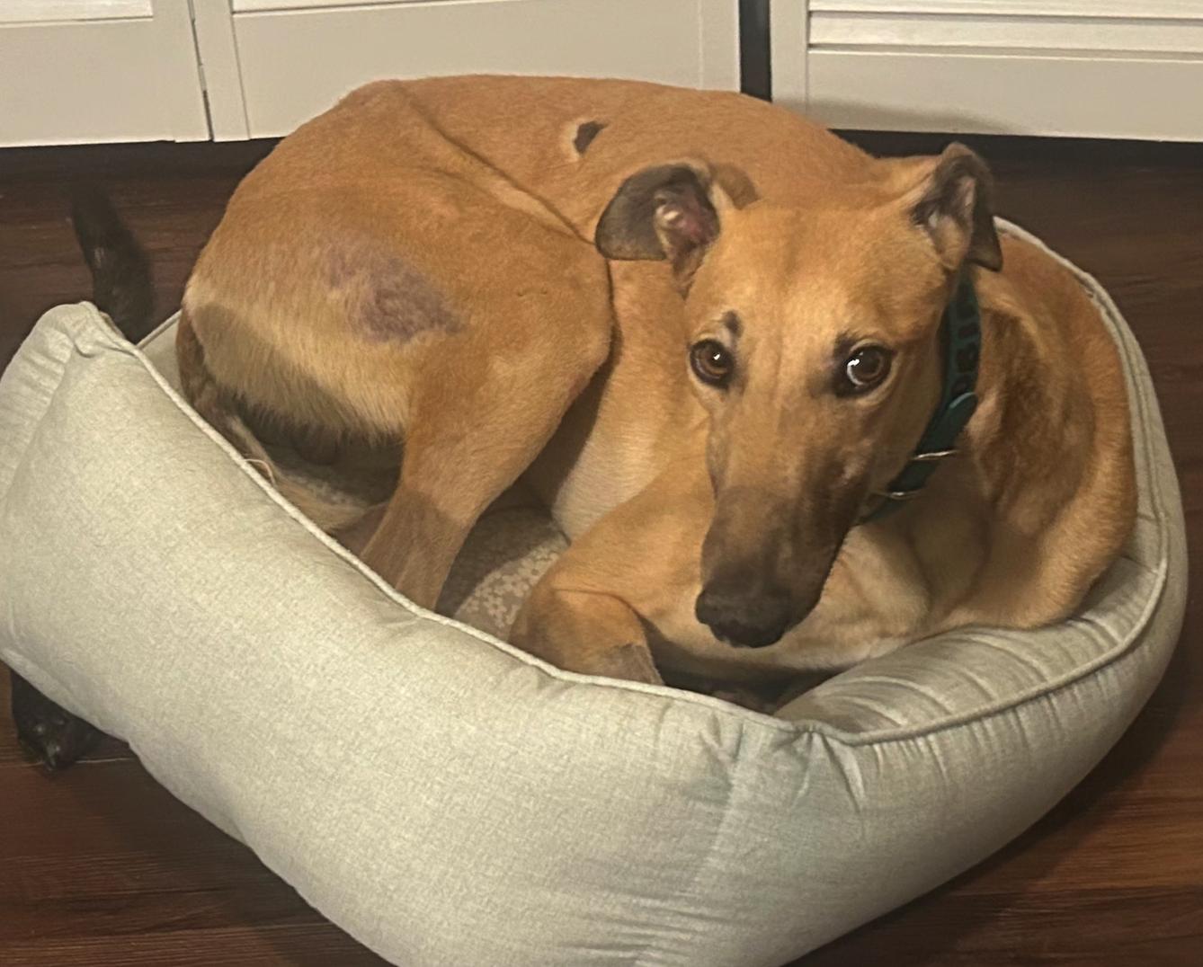 Enlarge FF Boss (Boss), a Adopted Greyhound in Tarpon Springs, FL image 4/6