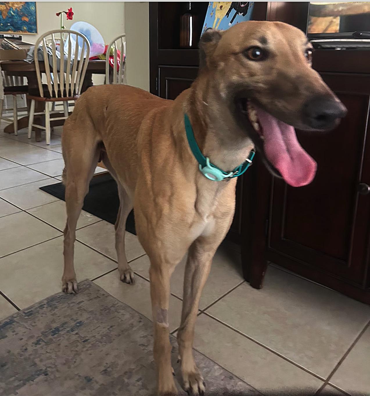 Enlarge FF Boss (Boss), a Adoptable Greyhound in Tarpon Springs, FL image 6/6
