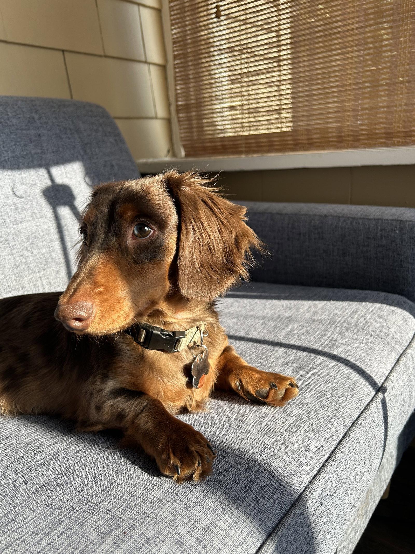 Enlarge King, a Adopted Dachshund in West Columbia, SC image 1/2