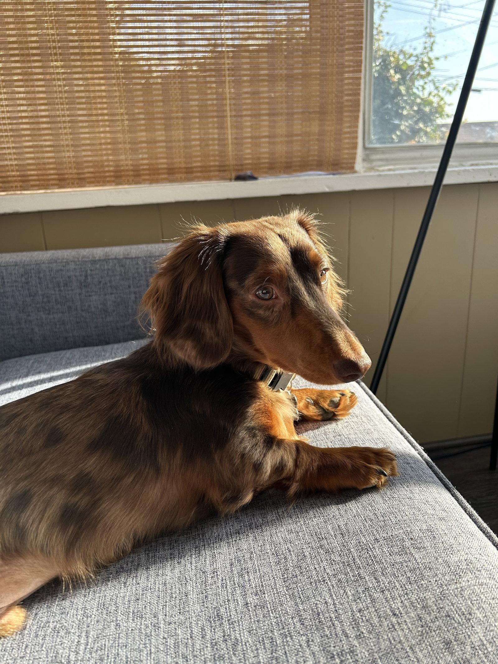 Enlarge King, a Adopted Dachshund in West Columbia, SC image 2/2