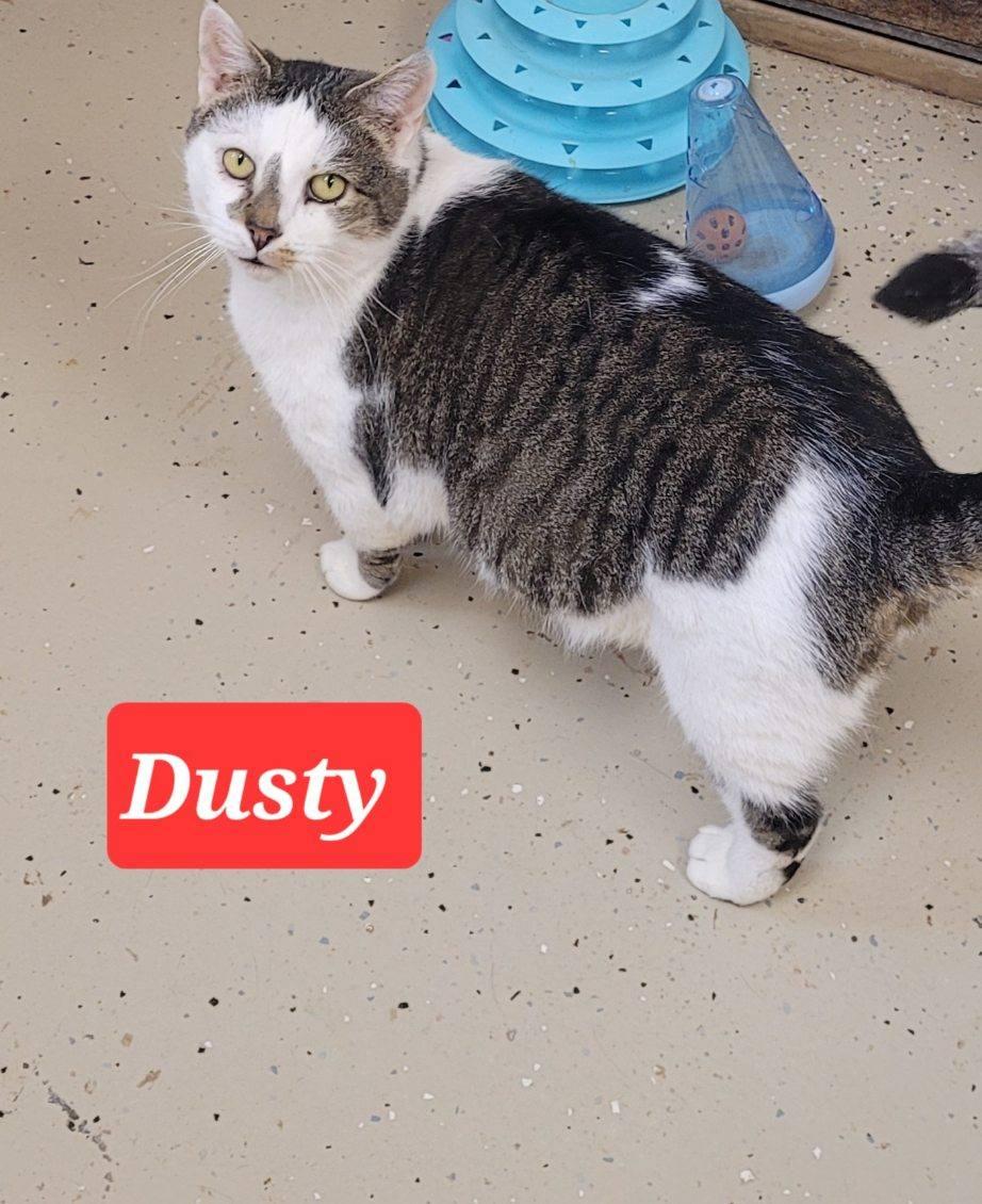 Enlarge Dusty (FELV+), a Adoptable Domestic Short Hair in Gouldsboro, PA image 1/1