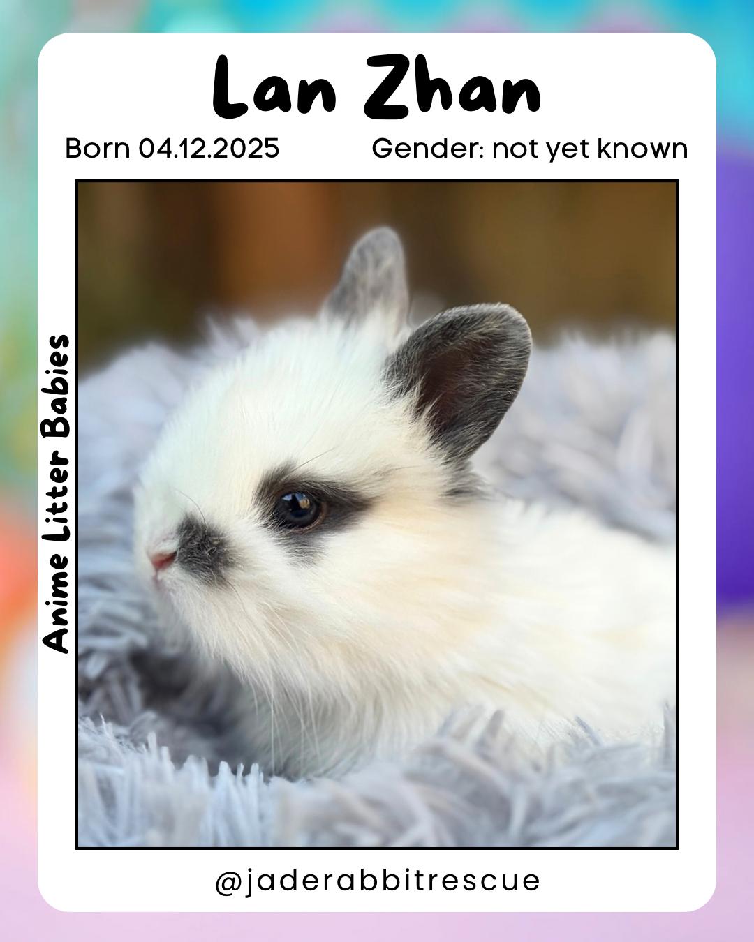 Lan Zhan *boy, a Adoptable mixed breed in Harrisburg, OR image 3/6