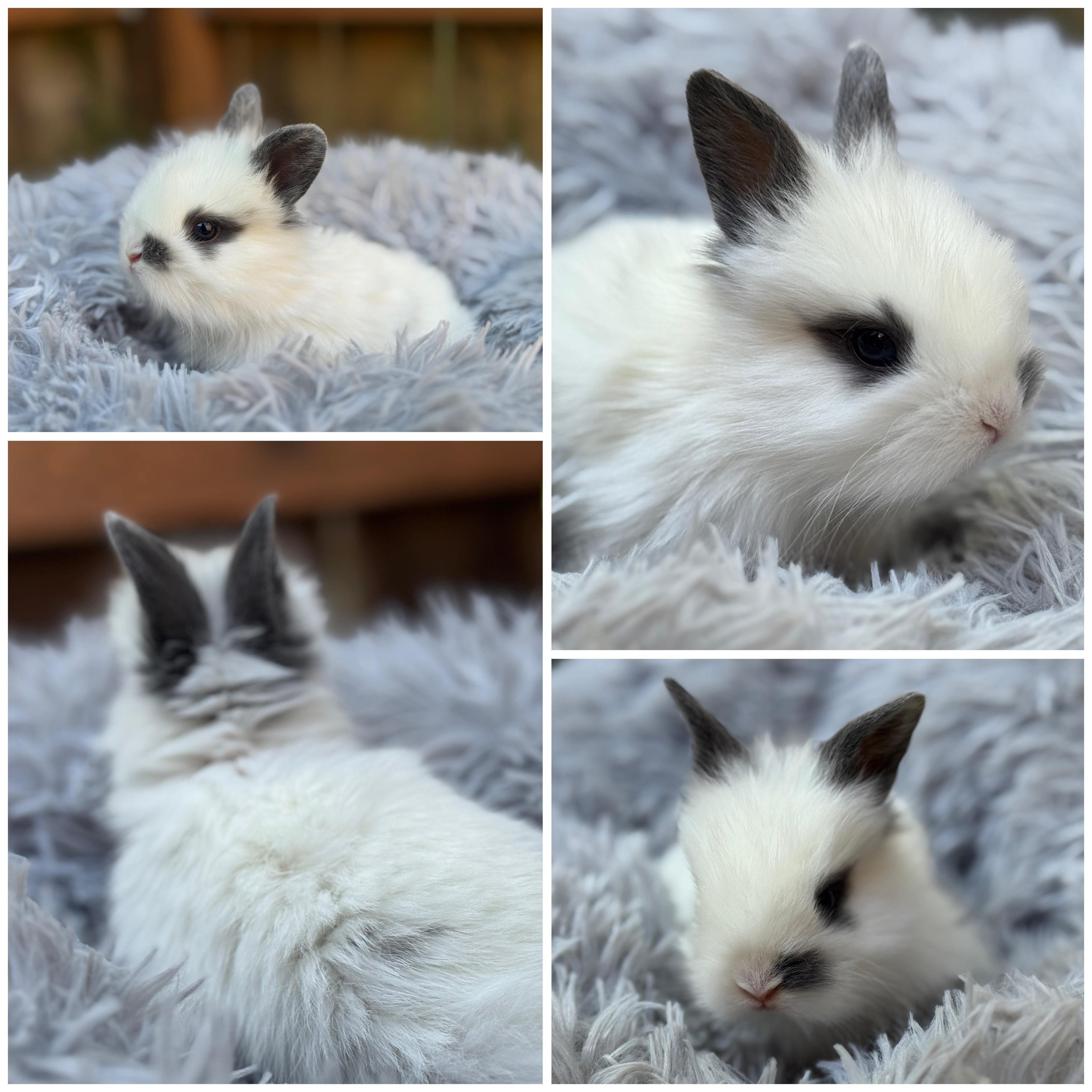 Lan Zhan *boy, a Adoptable mixed breed in Harrisburg, OR image 4/6