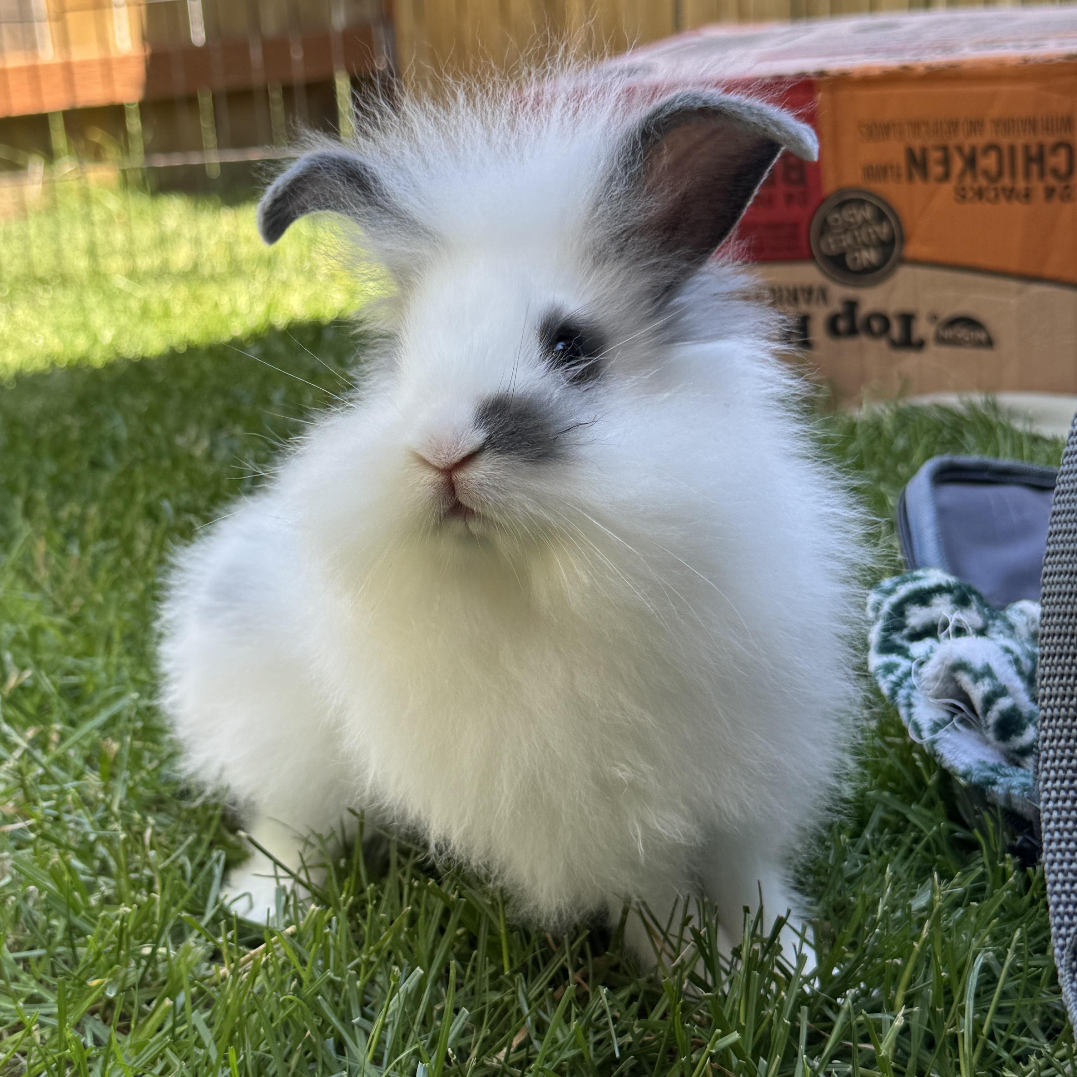 Lan Zhan *boy, a Adoptable mixed breed in Harrisburg, OR image 5/6