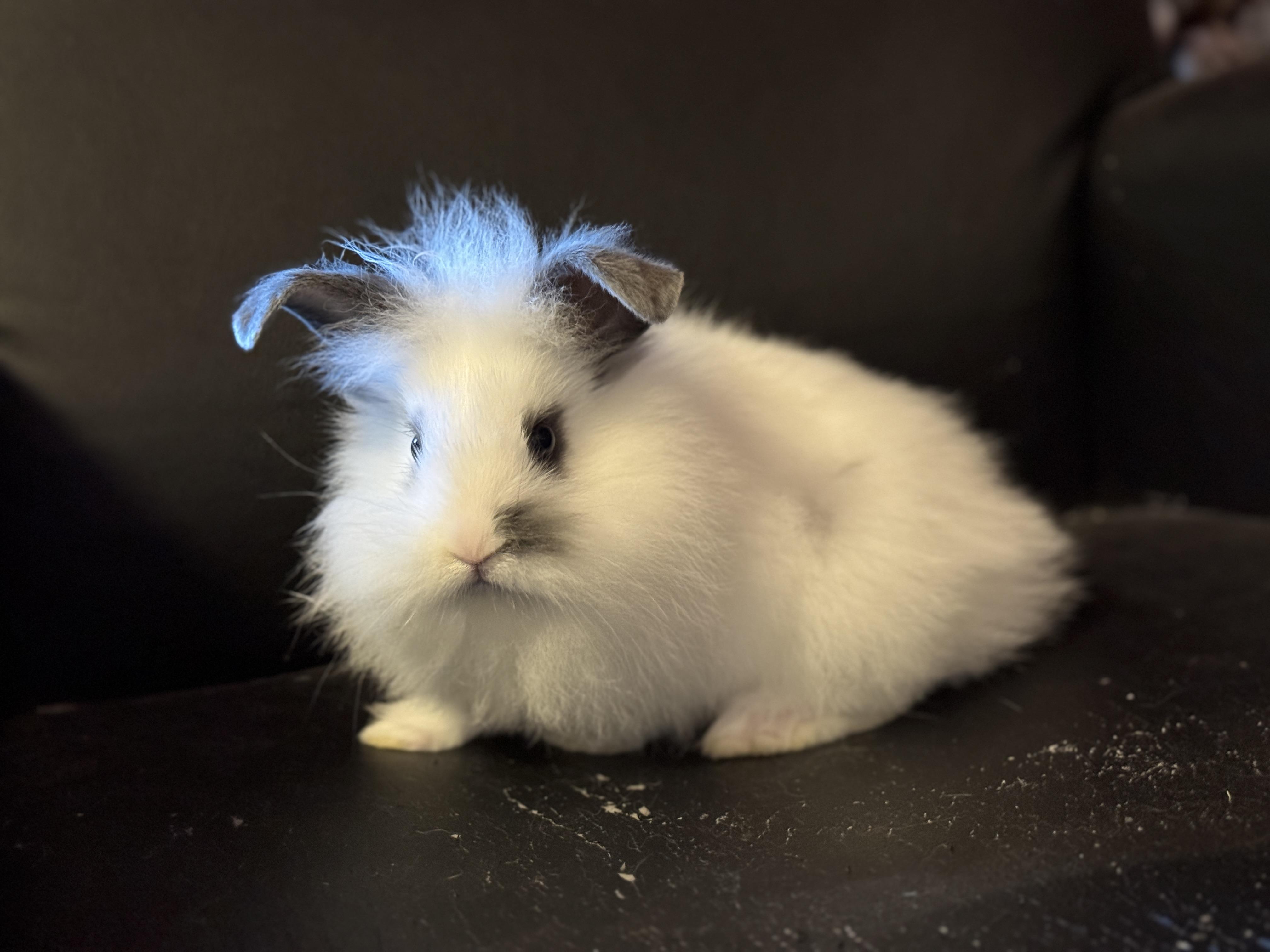 Lan Zhan *boy, a Adoptable mixed breed in Harrisburg, OR image 6/6