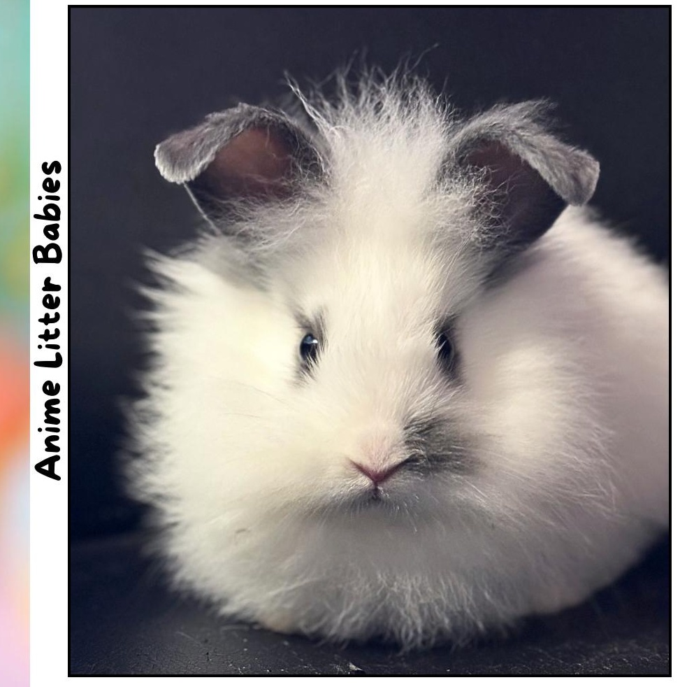 Lan Zhan *boy, Adoptable, Baby Male Lionhead & English Spot.