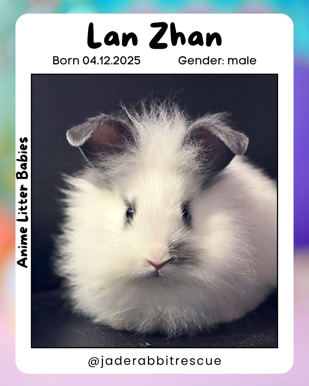 Lan Zhan *boy, a Adoptable mixed breed in Harrisburg, OR image 2/6