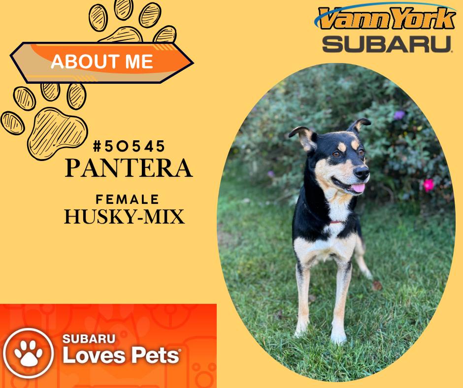 Enlarge Pantera, a Adoptable mixed breed in Randleman, NC image 1/1