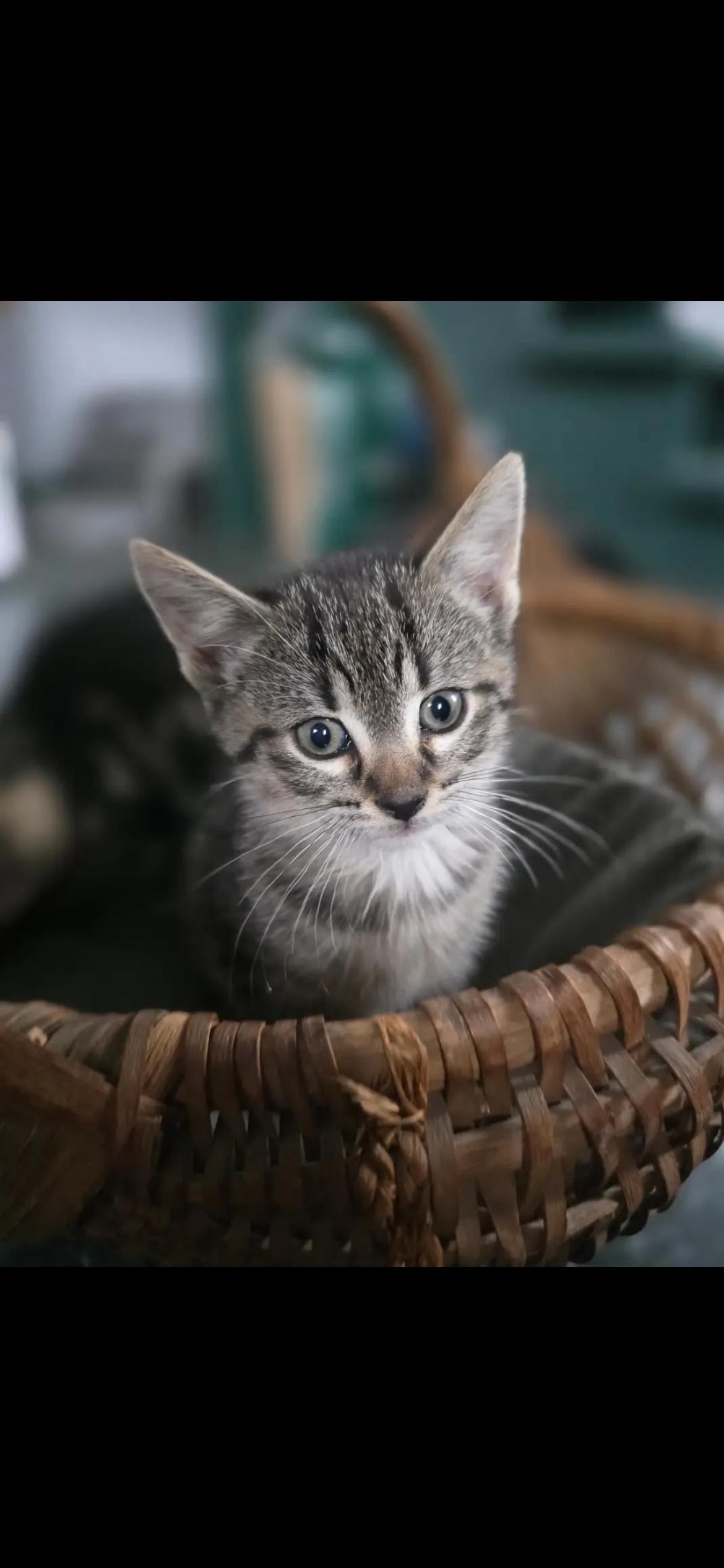 Minnow, adopted, Kitten Female Domestic Short Hair.