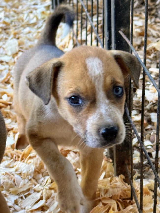JUNEBUG, a Adoptable mixed breed in Brattleboro, VT image 2/6
