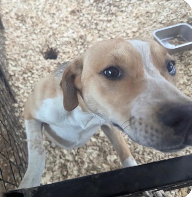 JUNEBUG — thumbnail 3