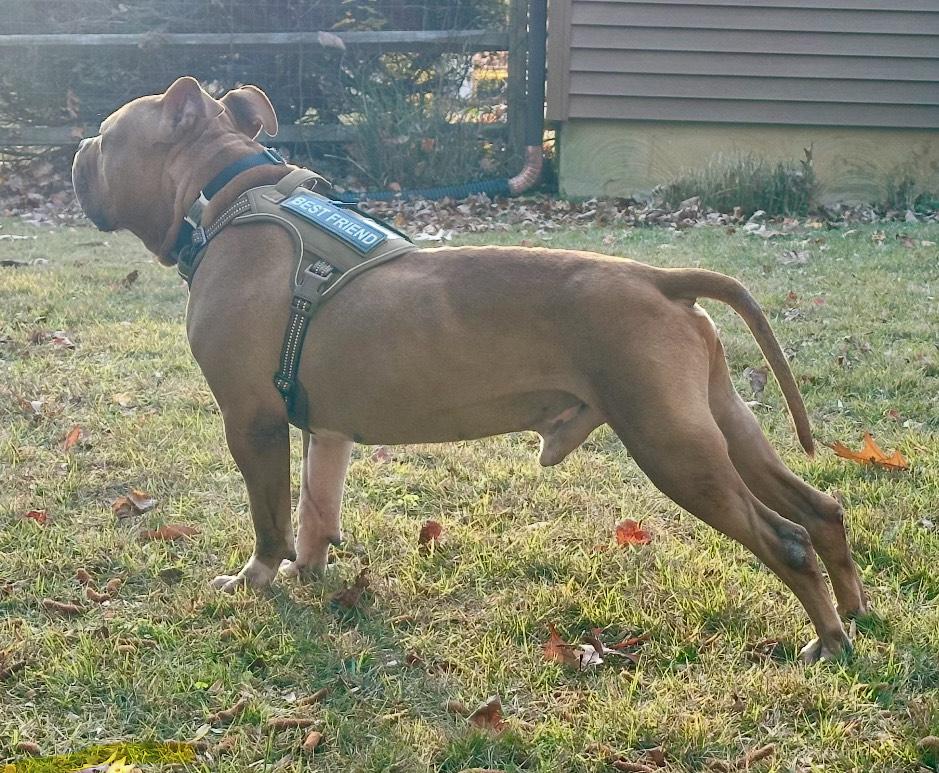 Enlarge Poe, a Adopted mixed breed in Jarrettsville, MD image 3/5